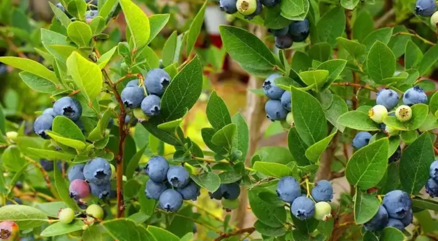 A rare wild blueberry species Vaccinium piliferum has been rediscovered after 188 years in the forests of Vijaynagar in Changlang district, Arunachal Pradesh